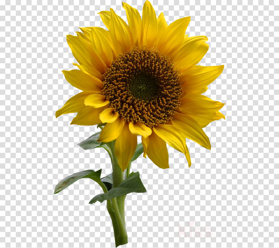 Free Free 58 Transparent Background Realistic Sunflower Svg SVG PNG EPS DXF File