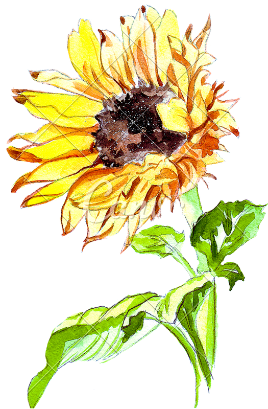 525x800 Hand Drawing Of A Watercolor Sunflower - Sunflower Drawing Pictures