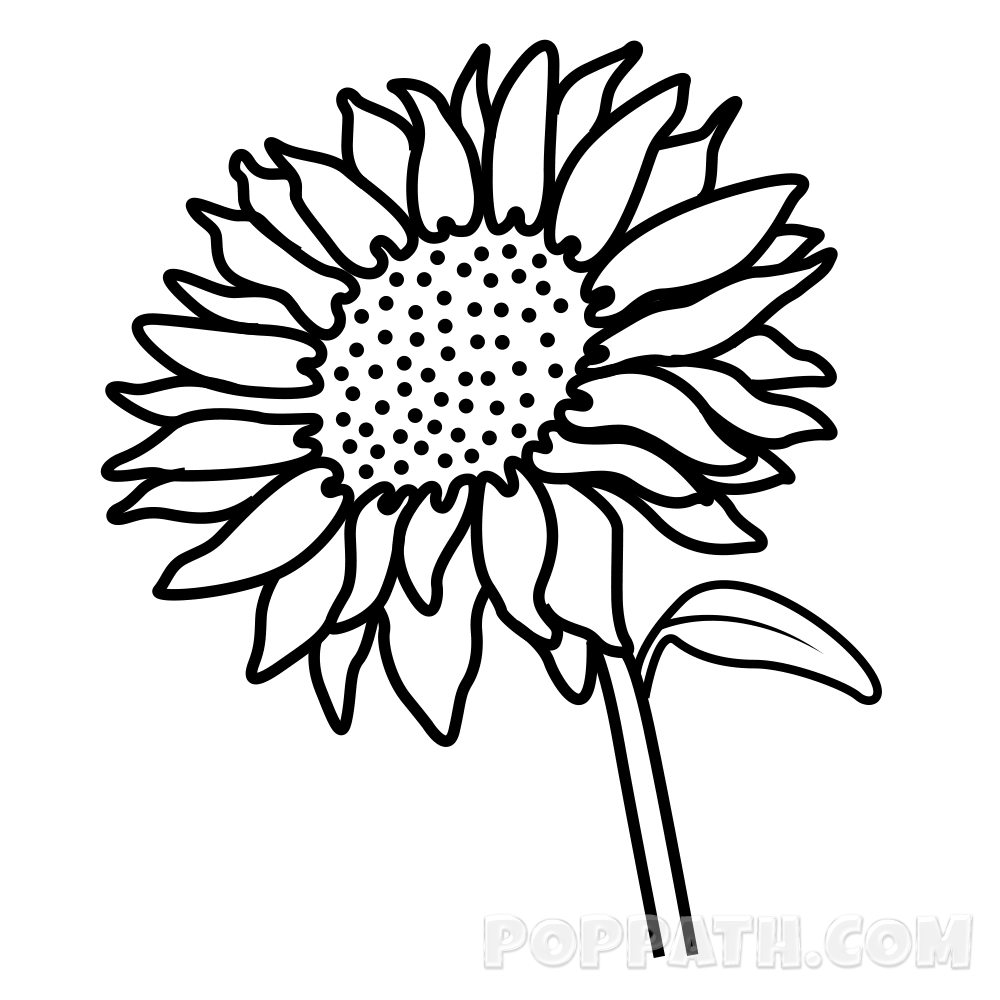 1000x1000 How To Draw A Sunflower Pop Path - Sunflower Drawing Pictures