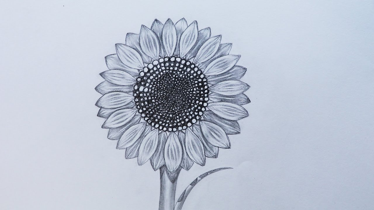 1280x720 realistic sunflower drawing how to sketch a sunflower - Sunflower Drawing Pictures