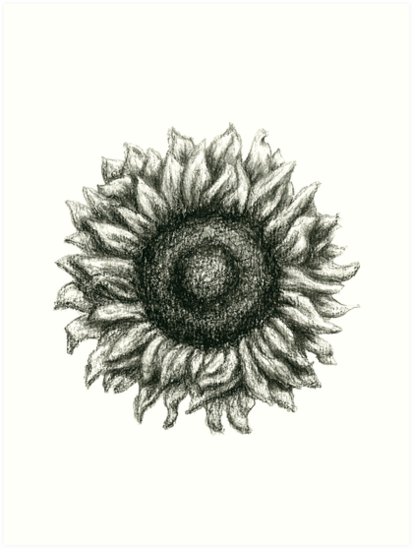413x549 Sunflower Drawing Art Prints - Sunflower Drawing Pictures