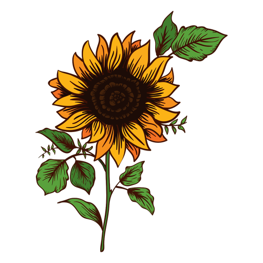 512x512 Sunflower Drawing - Sunflower Drawing Pictures