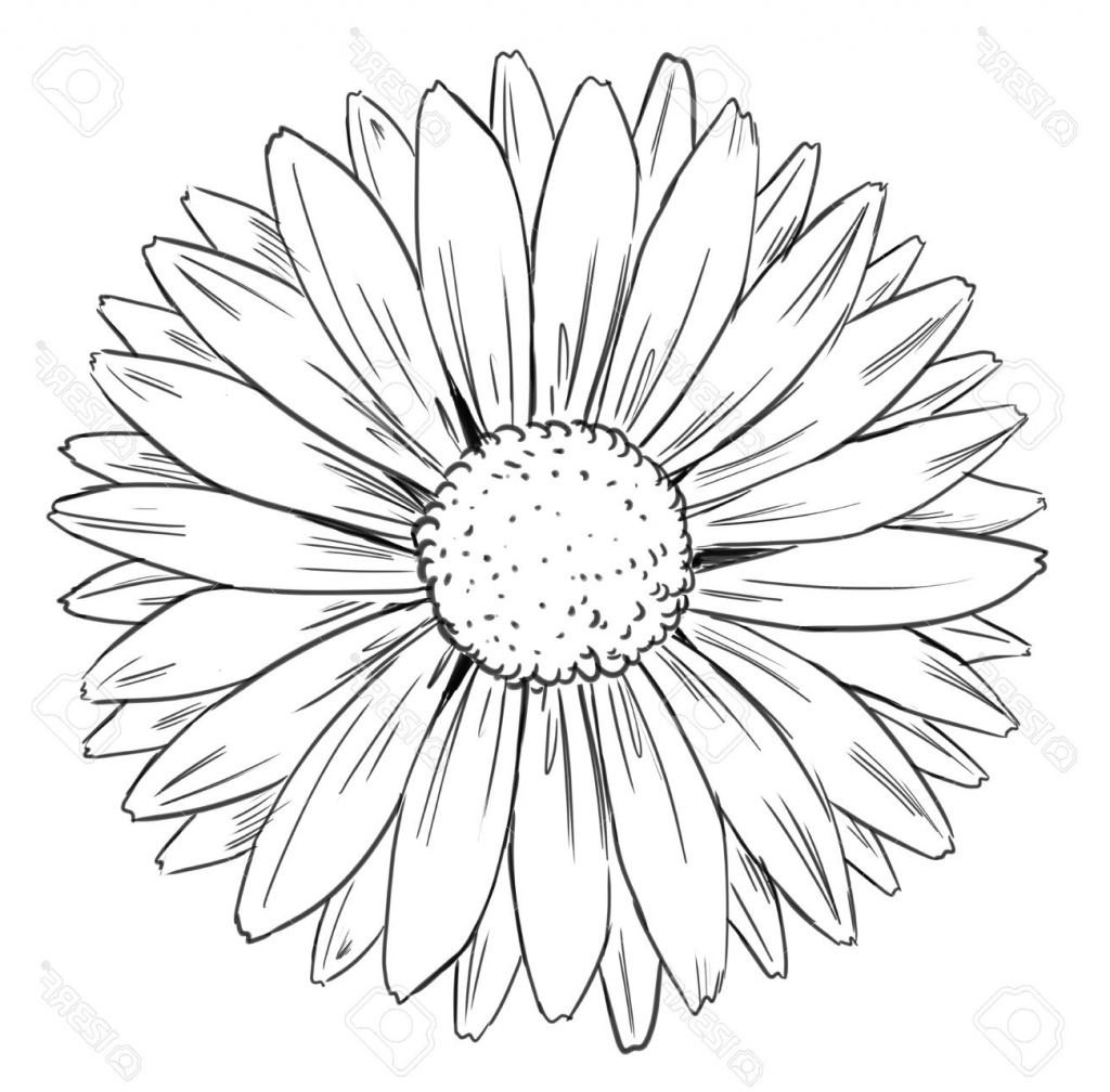 1024x1008 Sunflower Drawing Free Download - Sunflower Drawing Pictures