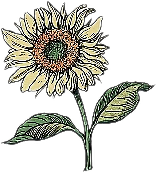508x558 Sunflower Drawing Doodle Flower Aesthetic - Sunflower Drawing Pictures