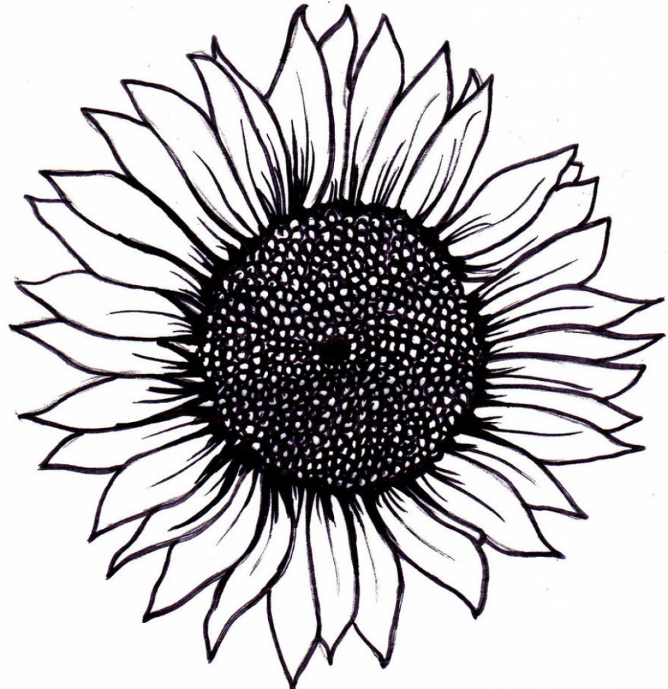 Sunflower Drawing Simple Pencil Drawings Sketch Sunflower Drawing - Sunflow...