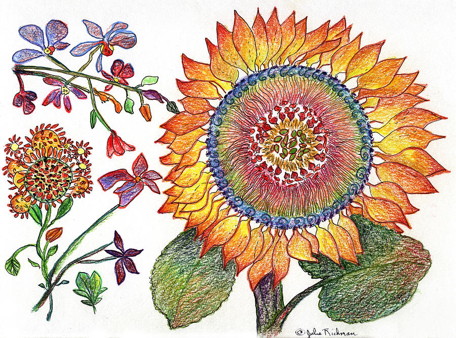 900x667 Botanical Flower Sunflower Drawing Painting - Sunflower Drawing Pictures