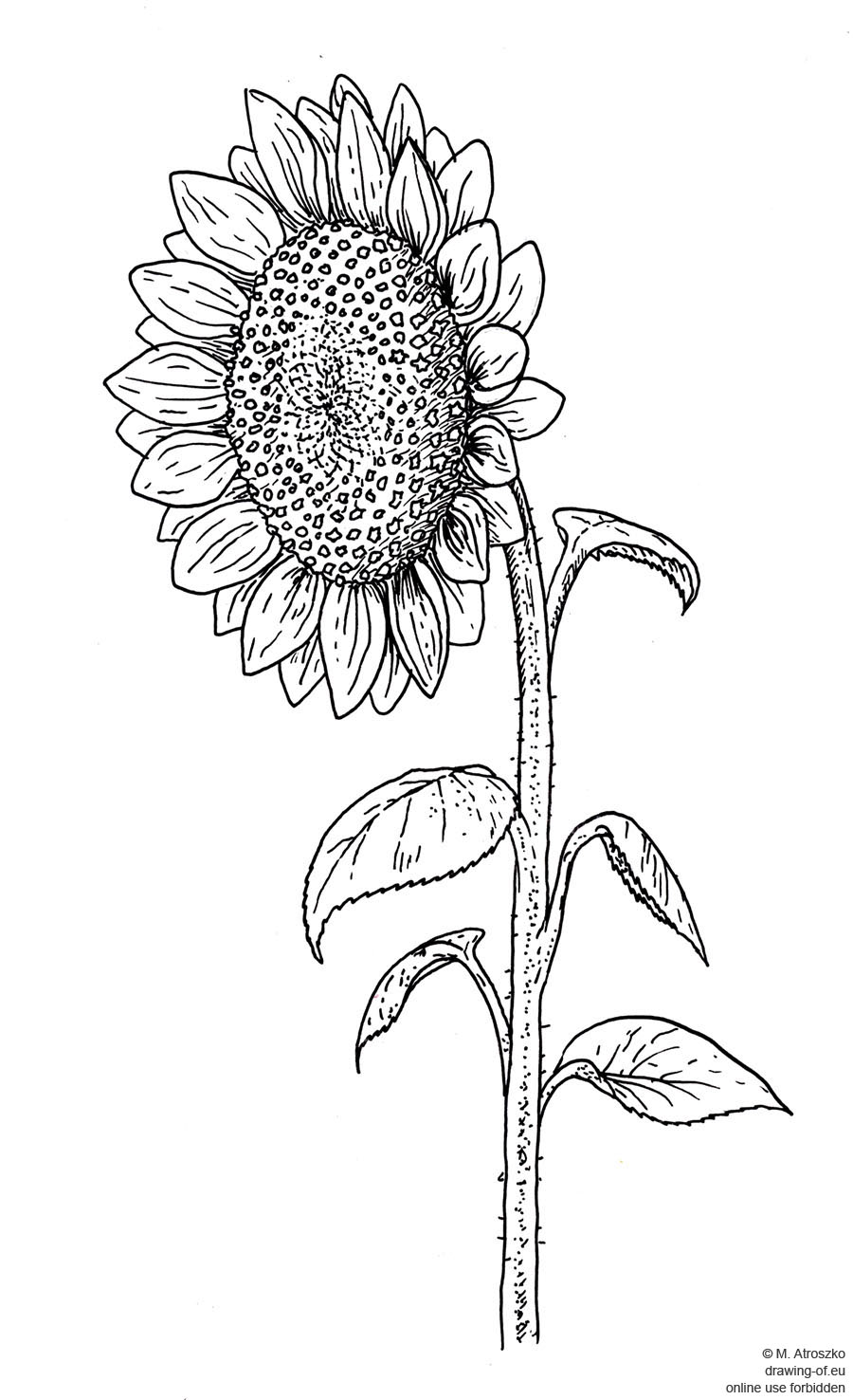 900x1476 Drawing Of Sunflower Drawing Of Eu - Sunflower Drawing Pictures