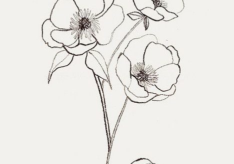468x329 Simple Flower Drawings Coloring Pages Sweet Sardinia Simple - Sunflower Drawing Simple