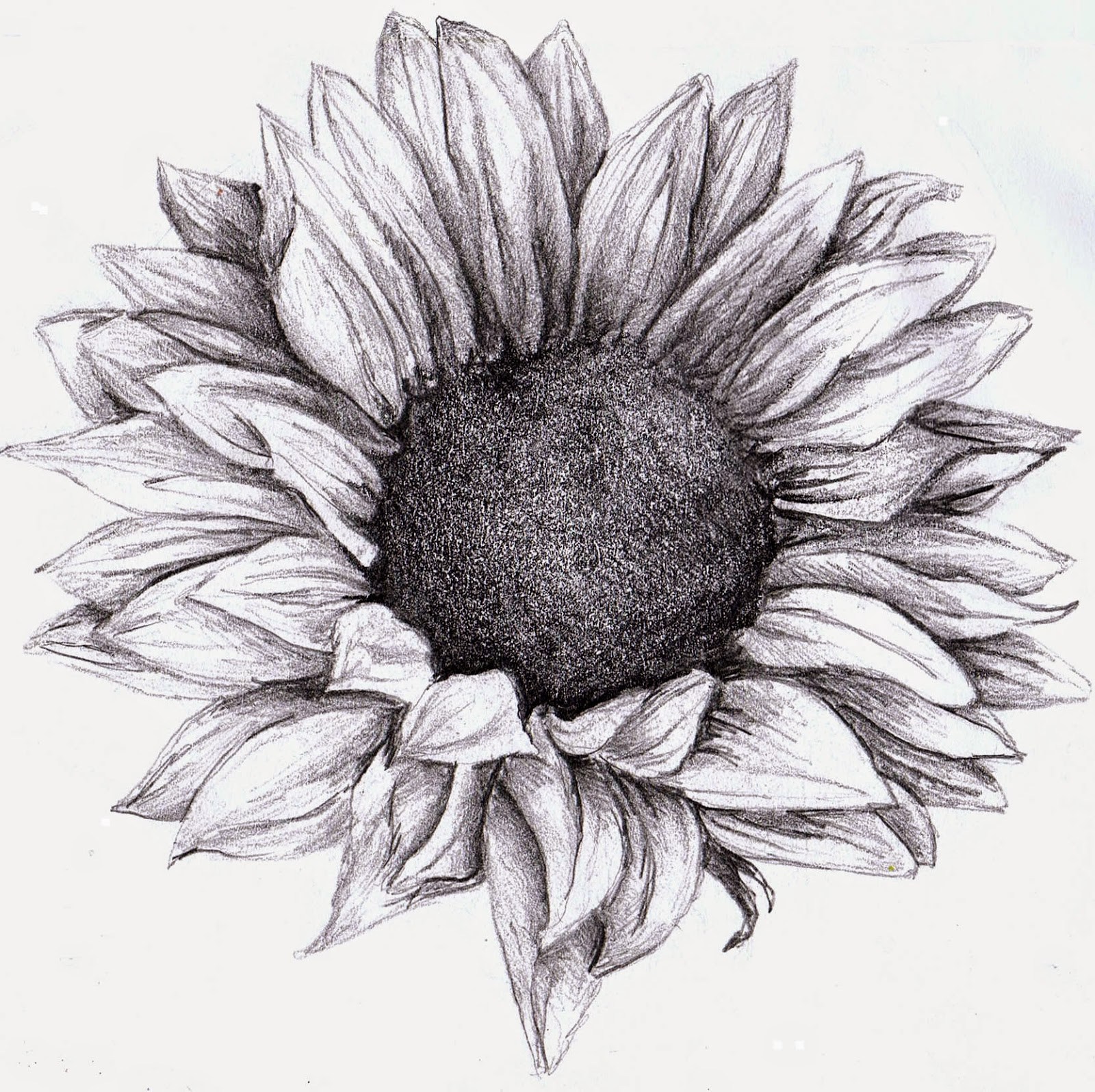 1600x1596 Sketch Easy Sunflower Drawing - Sunflower Drawing Simple