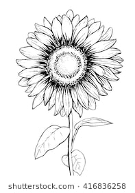 Sunflower Drawing Simple at PaintingValley.com | Explore collection of ...