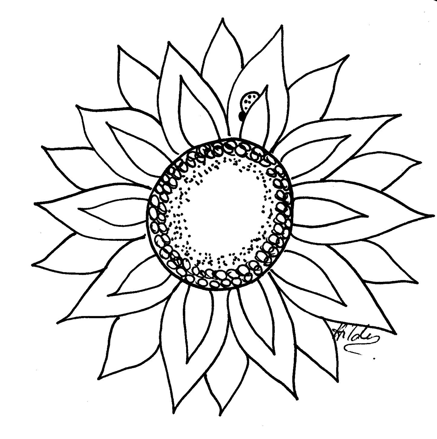 1453x1459 sunflower drawing simple sunflower drawing stepstep - Sunflower Drawing Simple