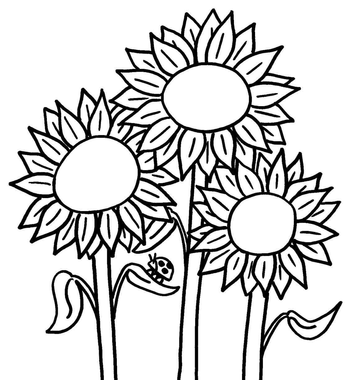1133x1224 Sunflower Drawing Tutorial - Sunflower Drawing Simple
