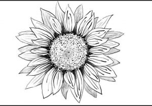 300x210 Sunflower Pencil Drawing Simple - Sunflower Drawing Simple