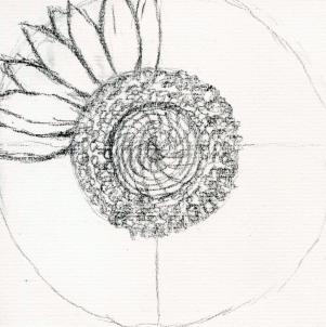301x302 how to draw a sunflower, realistic sunflower, step - Sunflower Drawing Step By Step