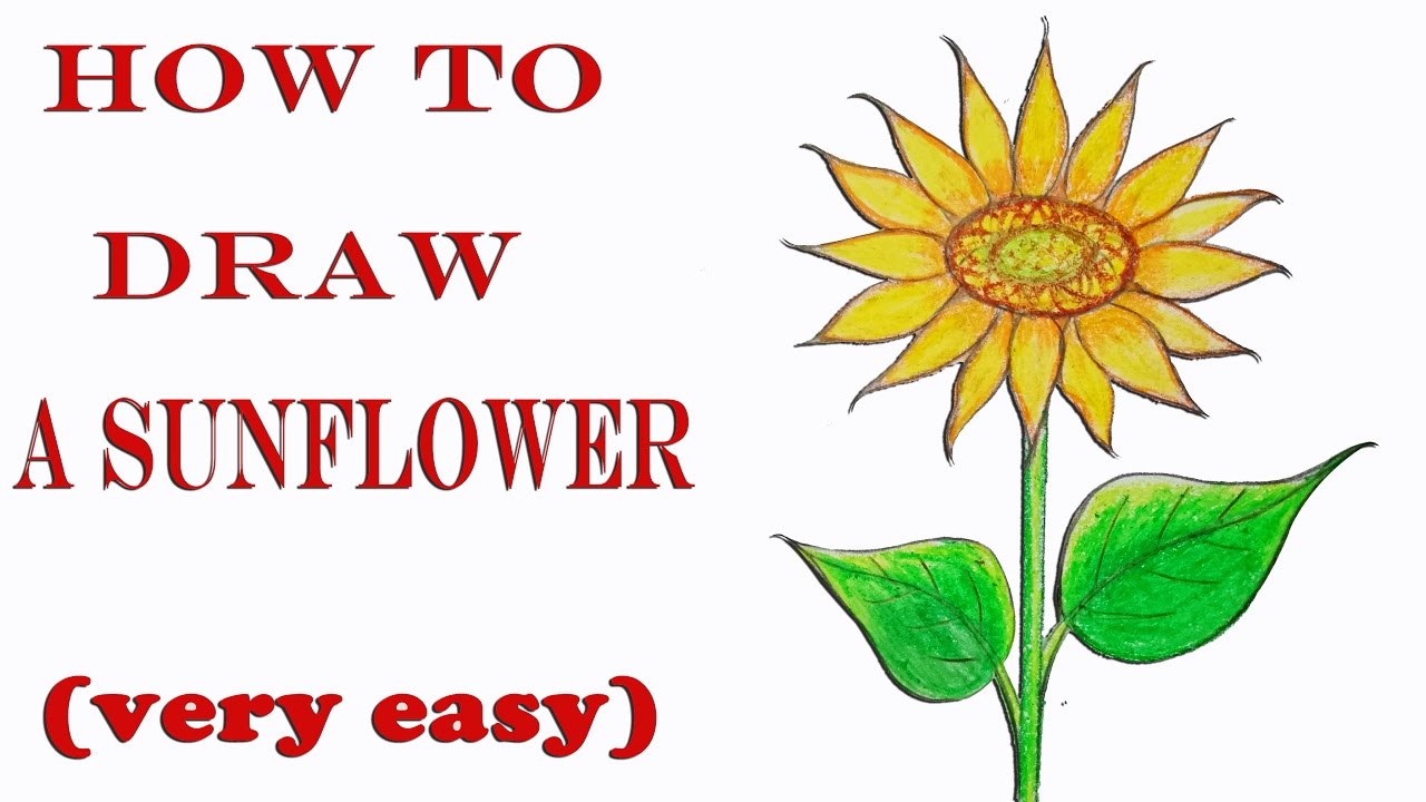 Sunflower Drawing Step By Step at