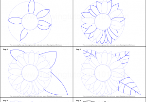 300x210 Sunflower Drawing Step - Sunflower Drawing Step By Step