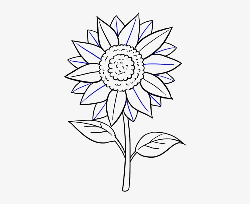 820x669 Sunflower Easy Flower Drawing - Sunflower Drawing Step By Step