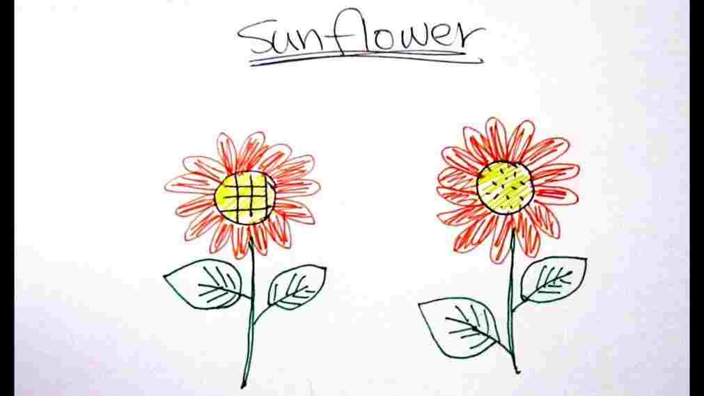 1011x569 Draw Youtube Rhdrawingslycom Realistic Sunflower Drawing Easy Step - Sunflower Drawing Step By Step