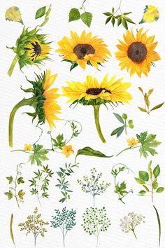 236x354 Drawing A Sunflower Draw Pages From Drawings - Sunflower Drawing Step By Step