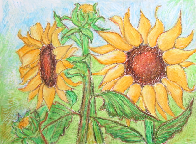 625x460 how to draw sunflowers - Sunflower Drawing Step By Step