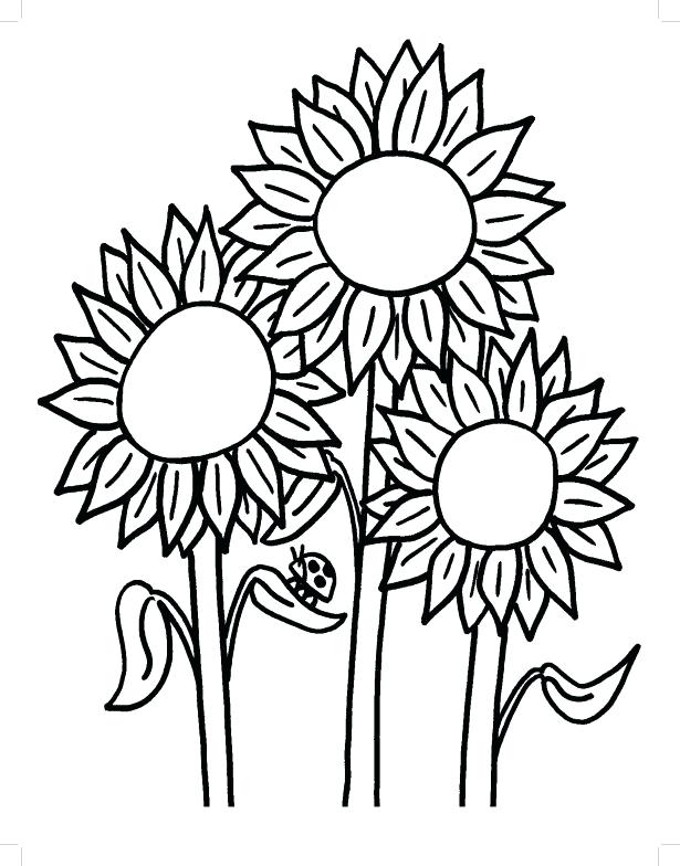 Sunflower Drawing Template at PaintingValley.com | Explore collection ...