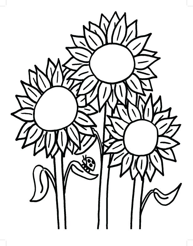 615x784 Sunflower Drawing Template Sunflowers Architecture Salary Range - Sunflower Drawing Template