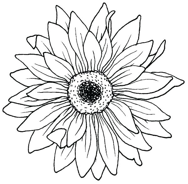 600x589 Sunflower Drawing Template To Cut Out Fancy Architectural Digest - Sunflower Drawing Template