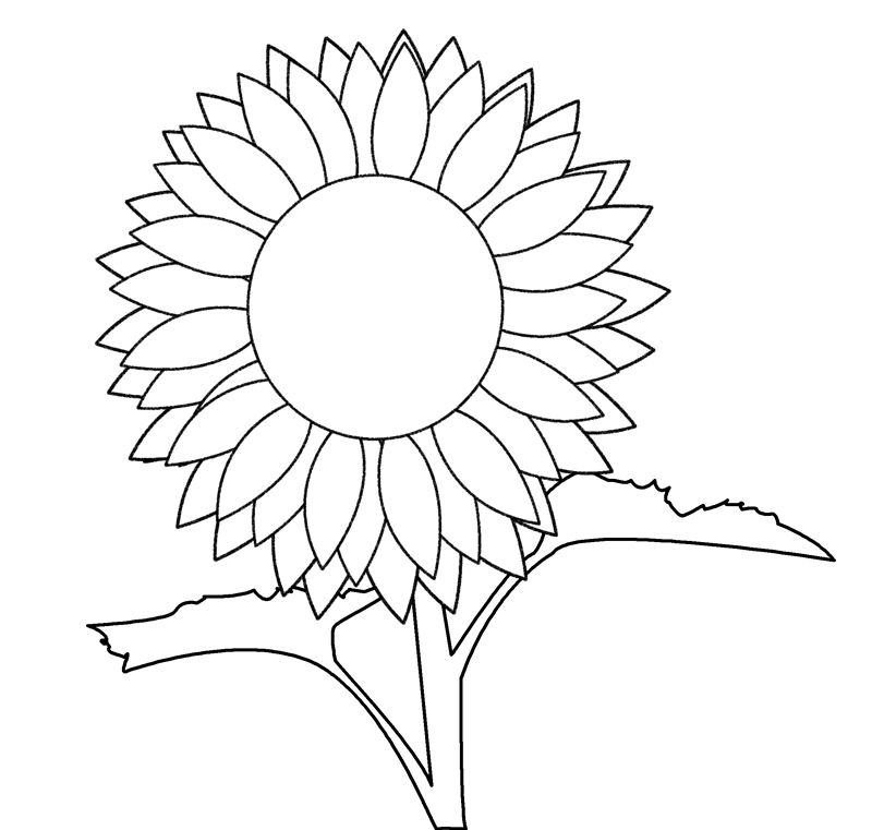 800x761 Sunflower Drawing Template - Sunflower Drawing Template