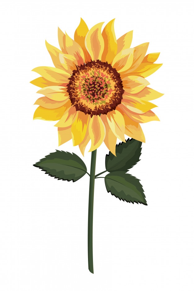 626x939 Sunflower Vectors, Photos And Free Download - Sunflower Drawing Template