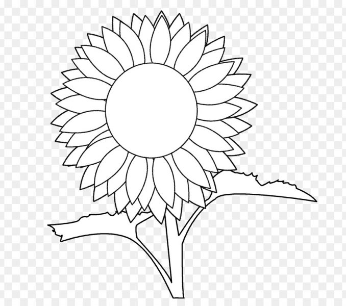 678x600 sunflower coloring book common sunflower coloring book drawing - Sunflower Drawing Template
