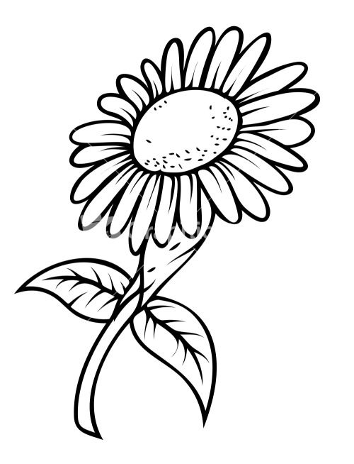 500x654 Sunflower Drawing Template - Sunflower Drawing Template