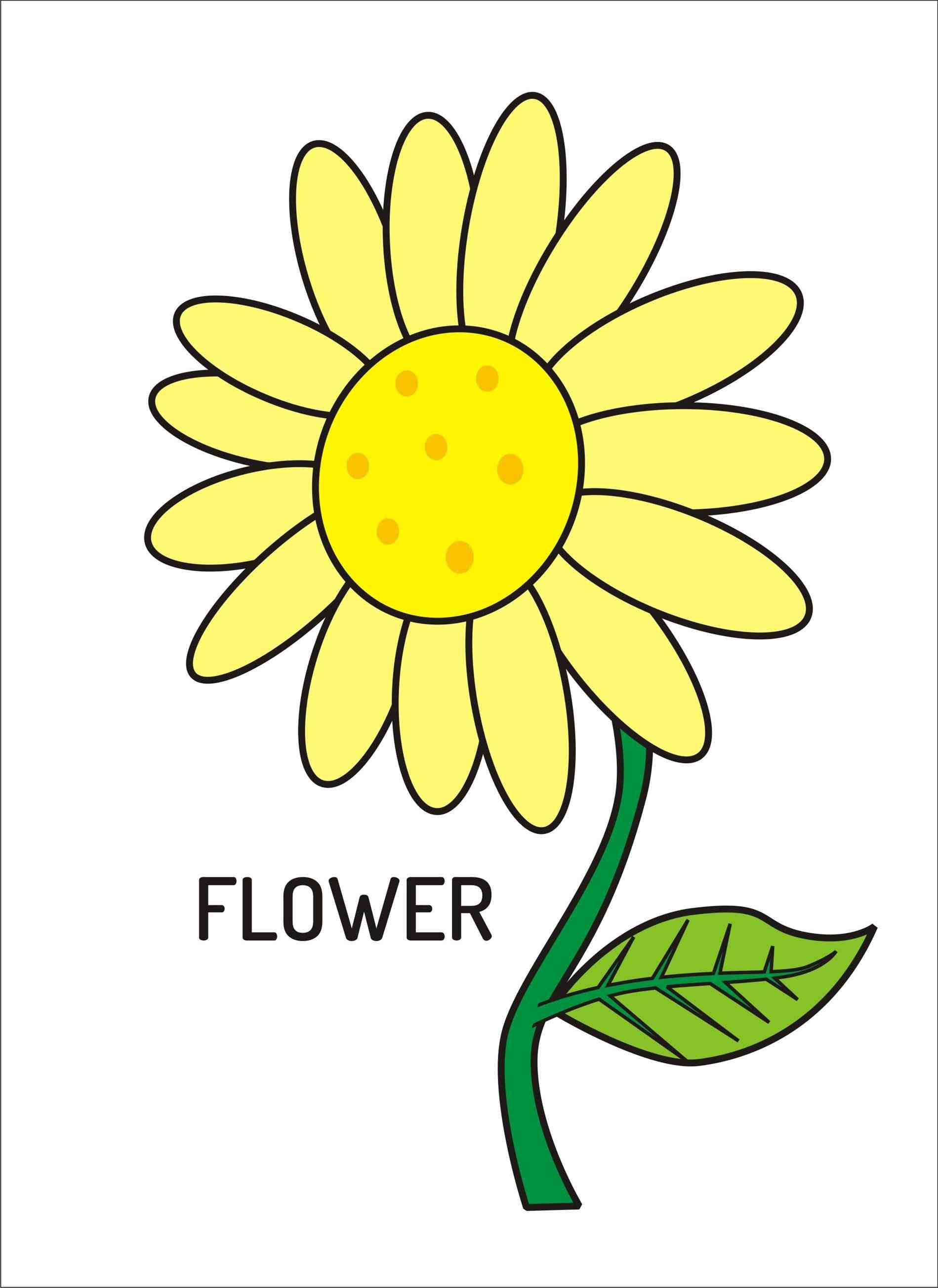 1899x2607 How To Draw Sunflower Step - Sunflower Drawing Tutorial
