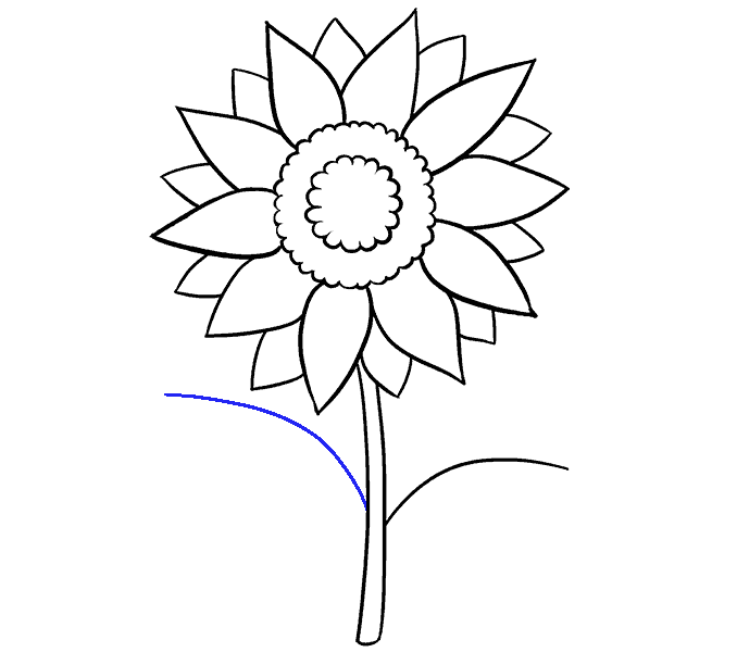 678x600 How To Draw A Sunflower Easy Step - Sunflower Drawing Tutorial