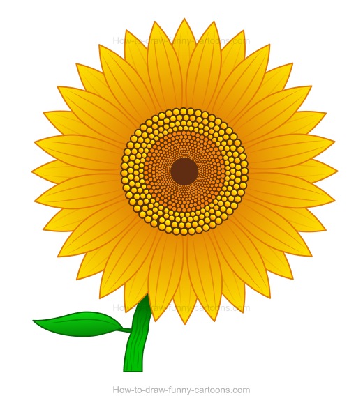 520x581 How To Draw A Sunflower - Sunflower Drawing Tutorial