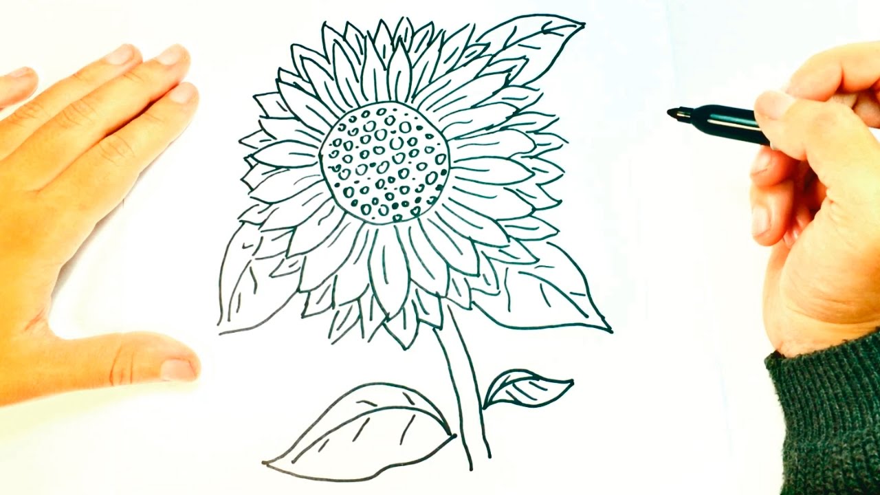 1280x720 how to draw a sunflower sunflower easy draw tutorial - Sunflower Drawing Tutorial