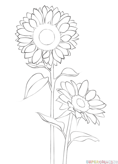 413x575 How To Draw A Sunflower Step - Sunflower Drawing Tutorial