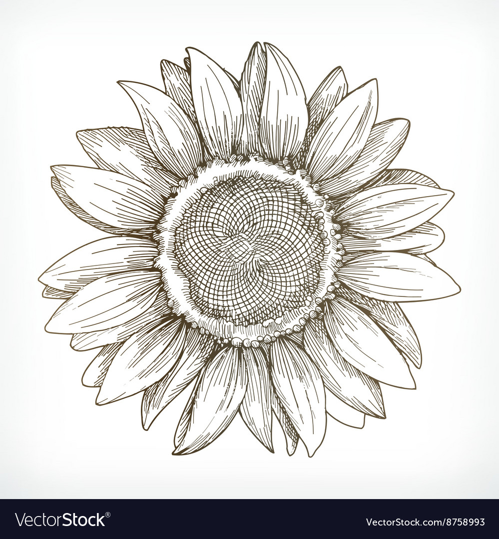999x1080 Sunflower Drawing Pictures How To Draw A Sunflower - Sunflower Drawing Tutorial
