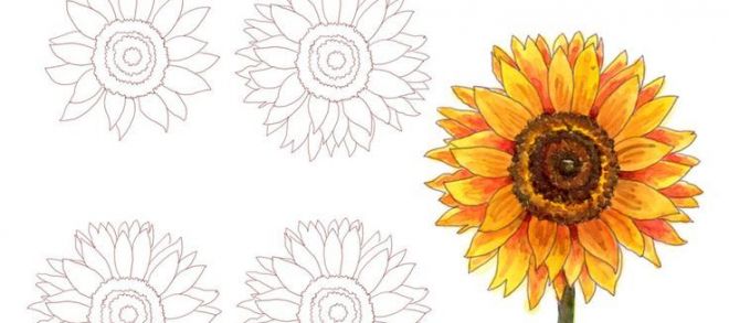 660x293 Drawing Flowers Tutorial And Drawing A Sunflower Flower - Sunflower Drawing Tutorial
