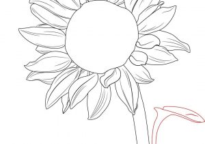 300x210 easy sunflower drawing how to draw a sunflower - Sunflower Drawing Tutorial