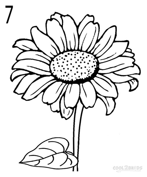 497x600 How To Draw A Sunflower - Sunflower Images For Drawing