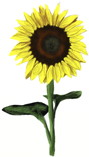 313x550 How To Draw A Sunflower - Sunflower Images For Drawing
