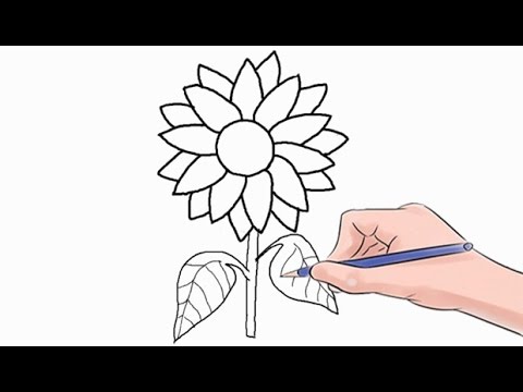 480x360 How To Draw A Sunflower Easy Step - Sunflower Images For Drawing