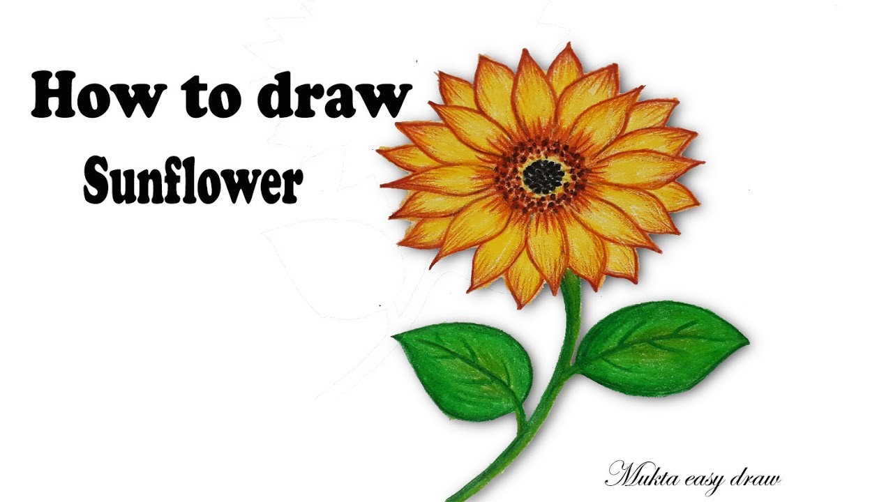 1280x720 How To Draw Sunflower Step - Sunflower Images For Drawing