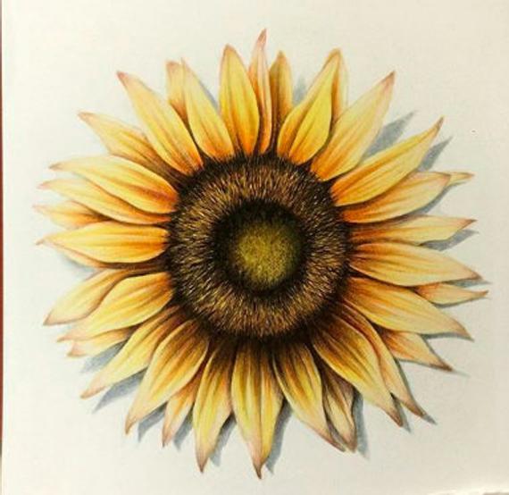 570x554 Sunflower Drawing Fine Art Print Etsy - Sunflower Images For Drawing
