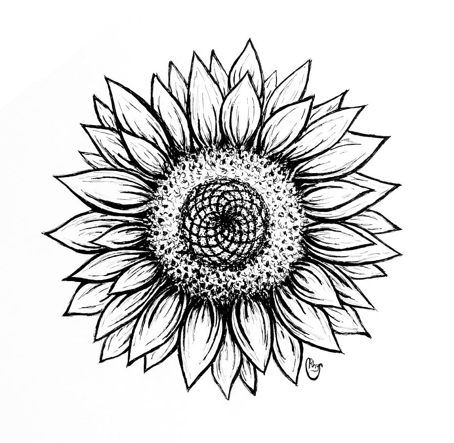 900x878 Sunflower Drawing - Sunflower Images For Drawing
