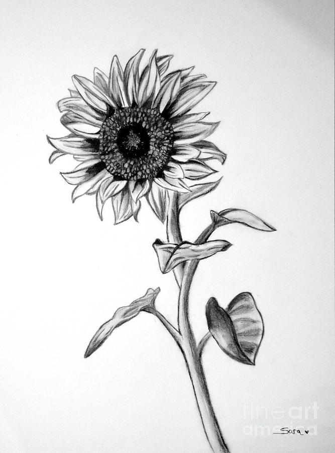 667x900 Sunflower Drawing - Sunflower Images For Drawing