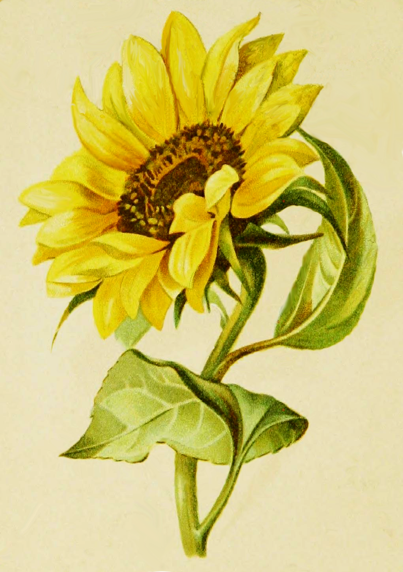 800x1134 Sunflower Drawing From George Routledge Sons - Sunflower Images For Drawing