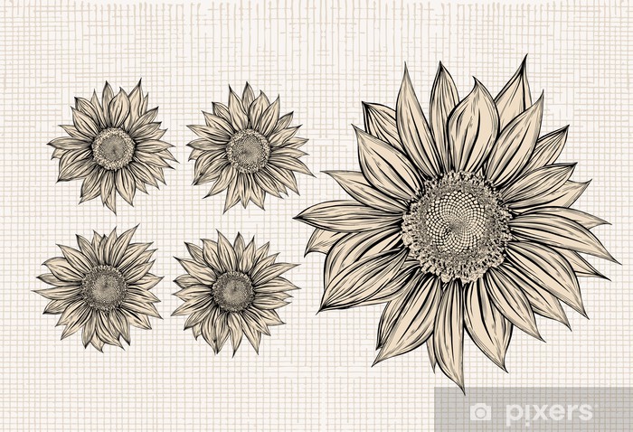 700x478 Sunflower Drawing Isolated Objects Sticker We Live - Sunflower Images For Drawing