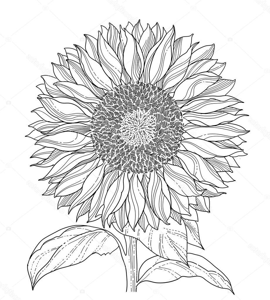 921x1024 Top Stock Illustration Sunflower Drawing Images - Sunflower Images For Drawing
