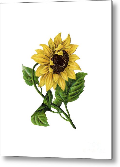494x685 Vintage Sunflower Drawing Metal Print - Sunflower Images For Drawing